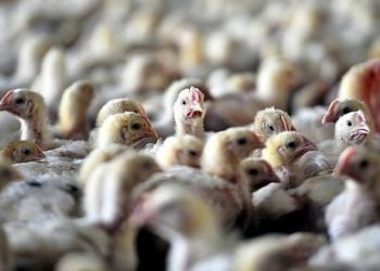 Togo : La grippe aviaire confirmée à Djagblé