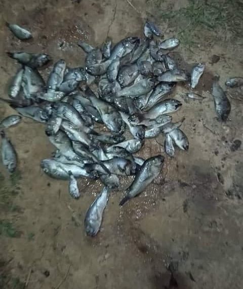 Togo : Des milliers de Poissons  morts ont chuté au bord des deux bassins de l&rsquo;université de Lomé