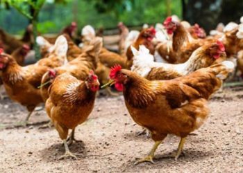 Le Burkina Faso interdit l’importation de volailles en provenance du Togo