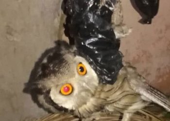 Togo/Dagué : un Hibou sème la panique à la messe du Mercredi des Cendres