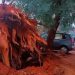 Togo/grande pluie à Lomé : un baobab s’écrase sur plusieurs voitures à GTA (Vidéo)