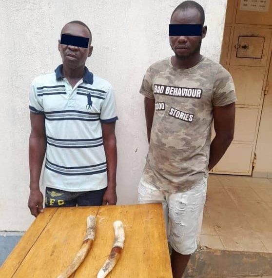 Togo : 2 trafiquants spécialisés dans le commerce illégal d’ivoires déférés à la prison civile de Lomé