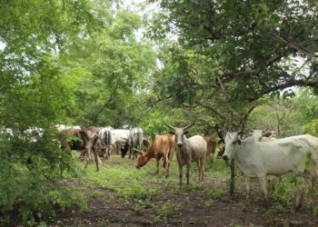 Togo / Transhumance sur fond d’impunité : Pour éviter mort d’homme, de l’urgence pour l’État de légiférer…