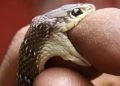 Togo/Sotouboua : une élève décède des suites d’une morsure de serpent dans un champ d’enseignant ; ce qui s’est réellement passé