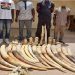 Togo : Arrestation de quatre jeunes en possession de plus de 160 kg d’ivoire