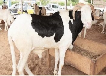 l’UMT annonce la date de la célébration de la Tabaski au Togo