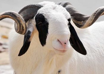 Togo : La Tabaski sera finalement célébrée à cette date