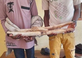 Les deux présumés trafiquants d'ivoire arrêtés et déposés à la prison civile de Skodé