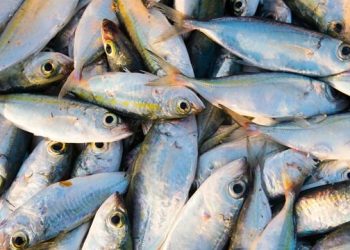 Togo/Poissons morts à Todman : le gouvernement alerte sur un risque sanitaire grave