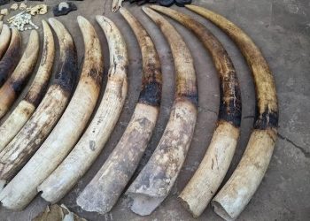 Trafic d’ivoire : un présumé trafiquant placé sous mandat de dépôt à Lomé